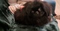 Pekingese Puppy for Sale in Terenure – Playful