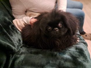 Pekingese Puppy for Sale in Terenure – Playful