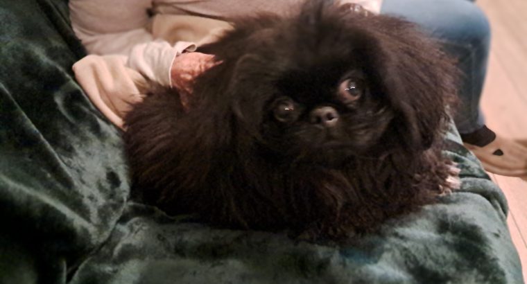 Pekingese Puppy for Sale in Terenure – Playful