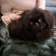 Pekingese Puppy for Sale in Terenure – Playful