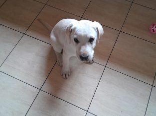 Labrador Female