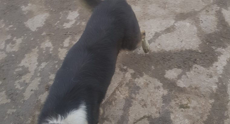 border collie