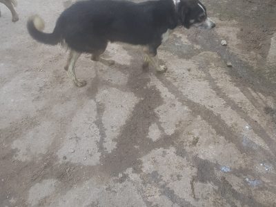 Border Collie in Mountrath – IKC Registered