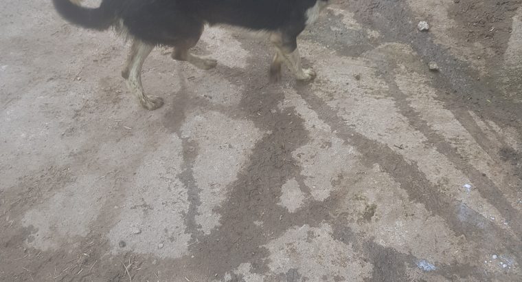 border collie