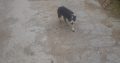 border collie