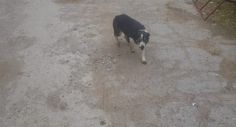 border collie