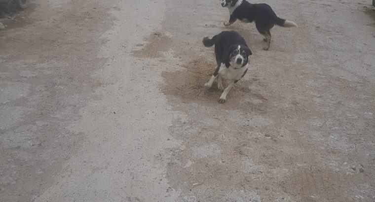 border collie
