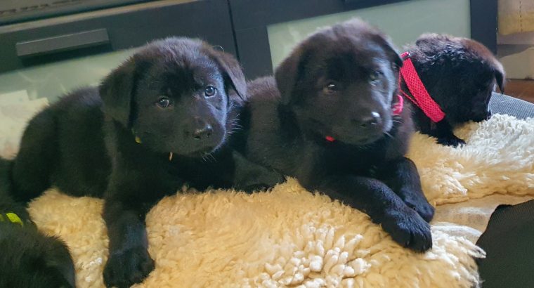 Newfoundland x Czechoslovakia Wolf Dog cross