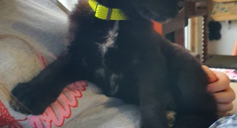 Newfoundland x Czechoslovakia Wolf Dog cross
