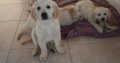 Golden Retriever Puppies for Sale Meath