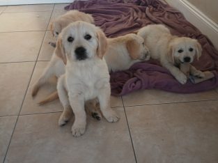 Golden Retriever Puppies for Sale Meath