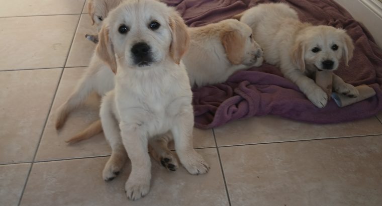 Golden Retriever Puppies for Sale Meath