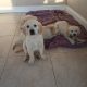 Golden Retriever Puppies for Sale Meath