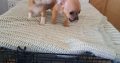 Chihuahuas for Sale in Wexford Town – IKC Registered