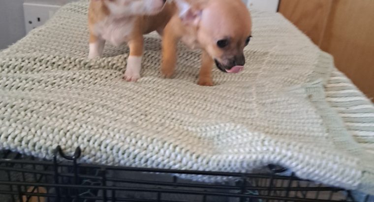 Chihuahuas for Sale in Wexford Town – IKC Registered