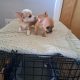 Chihuahuas for Sale in Wexford Town – IKC Registered