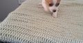 Chihuahuas for Sale in Wexford Town – IKC Registered