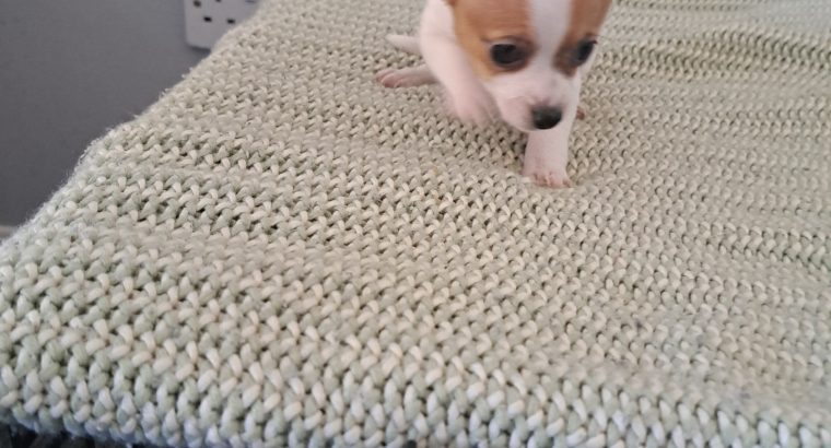 Chihuahuas for Sale in Wexford Town – IKC Registered