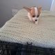 Chihuahuas for Sale in Wexford Town – IKC Registered