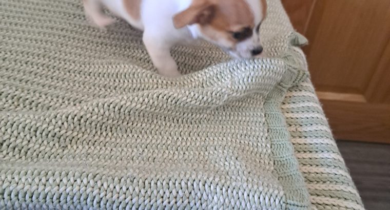 Chihuahuas for Sale in Wexford Town – IKC Registered