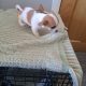 Chihuahuas for Sale in Wexford Town – IKC Registered