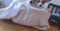 Chihuahuas for Sale in Wexford Town – IKC Registered