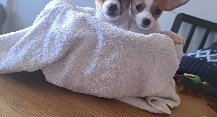 Chihuahuas for Sale in Wexford Town – IKC Registered