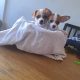Chihuahuas for Sale in Wexford Town – IKC Registered