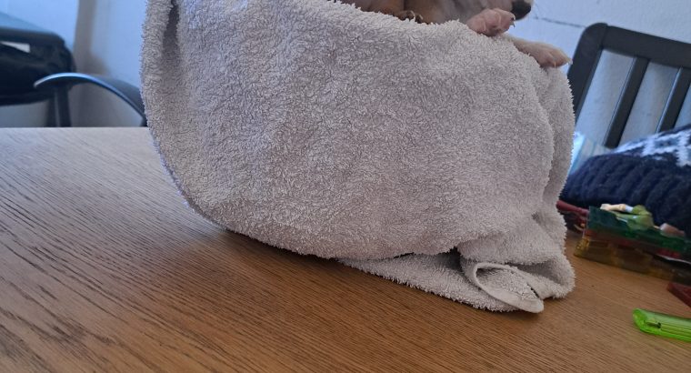 Chihuahuas for Sale in Wexford Town – IKC Registered