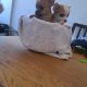 Chihuahuas for Sale in Wexford Town – IKC Registered