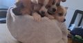 Chihuahuas for Sale in Wexford Town – IKC Registered