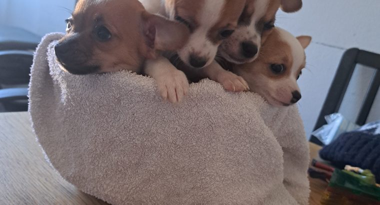 Chihuahuas for Sale in Wexford Town – IKC Registered