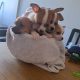 Chihuahuas for Sale in Wexford Town – IKC Registered