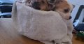 Chihuahuas for Sale in Wexford Town – IKC Registered