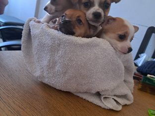 Chihuahuas for Sale in Wexford Town – IKC Registered