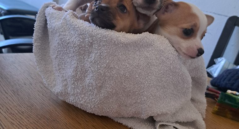 Chihuahuas for Sale in Wexford Town – IKC Registered