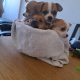 Chihuahuas for Sale in Wexford Town – IKC Registered