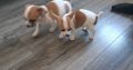 Chihuahuas for Sale in Wexford Town – IKC Registered