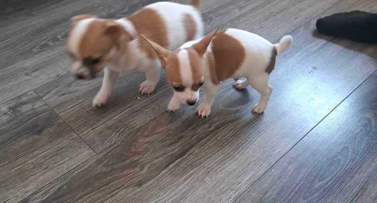 Chihuahuas for Sale in Wexford Town – IKC Registered