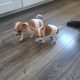 Chihuahuas for Sale in Wexford Town – IKC Registered