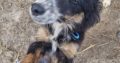 Playful Collie Puppies for Sale in Stradbally