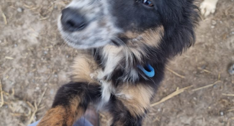Playful Collie Puppies for Sale in Stradbally