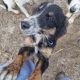 Playful Collie Puppies for Sale in Stradbally