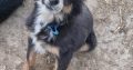 Playful Collie Puppies for Sale in Stradbally