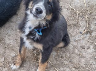Playful Collie Puppies for Sale in Stradbally