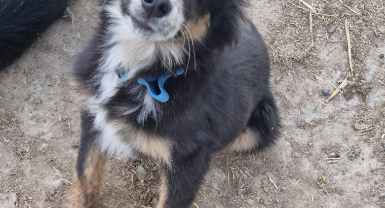 Playful Collie Puppies for Sale in Stradbally
