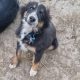 Playful Collie Puppies for Sale in Stradbally