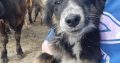 Playful Collie Puppies for Sale in Stradbally