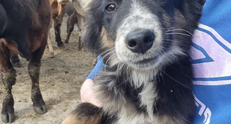 Playful Collie Puppies for Sale in Stradbally