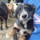 Playful Collie Puppies for Sale in Stradbally